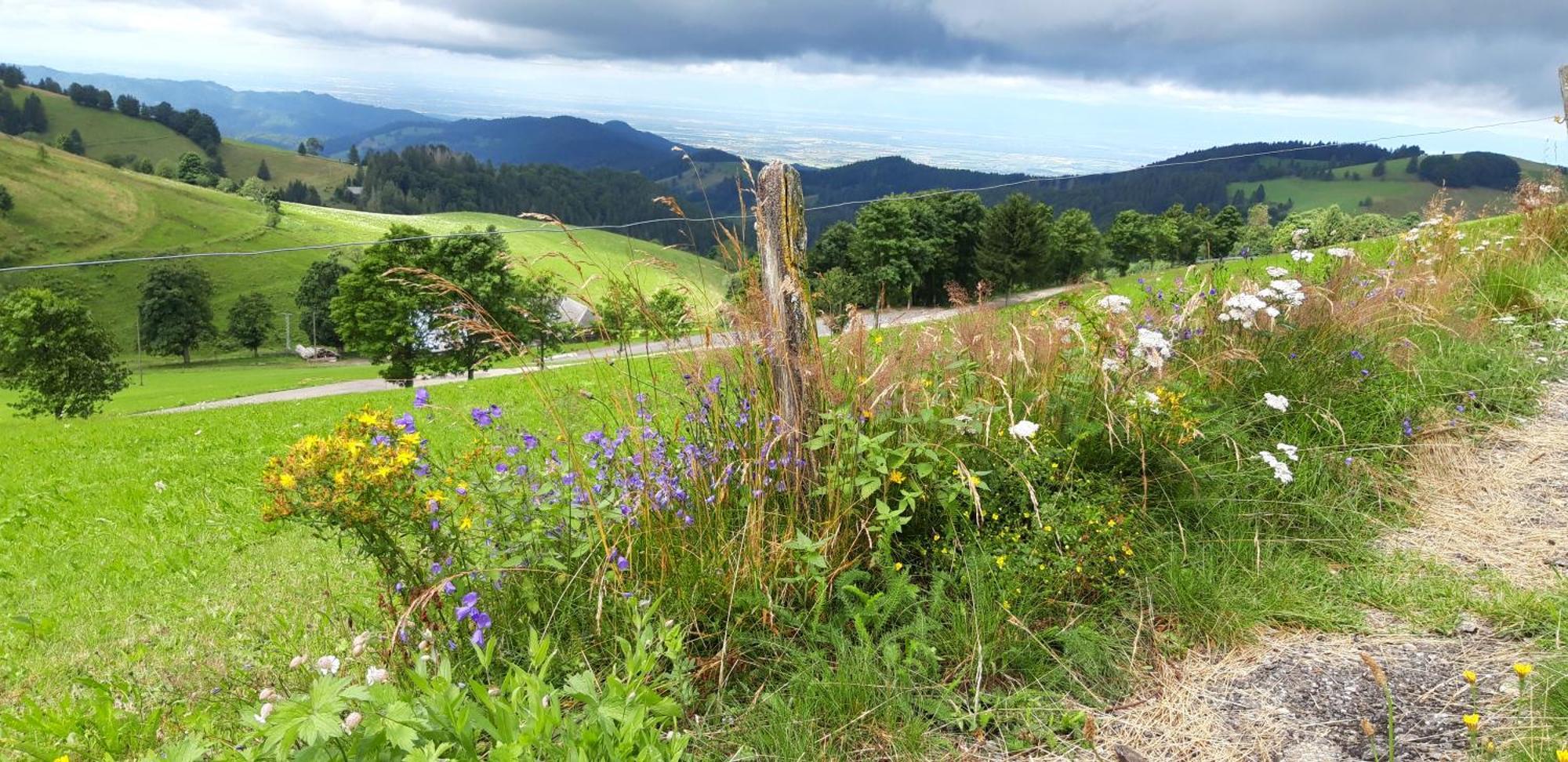 View House, Schauinsland, Black Forest Muenstertal Ngoại thất bức ảnh