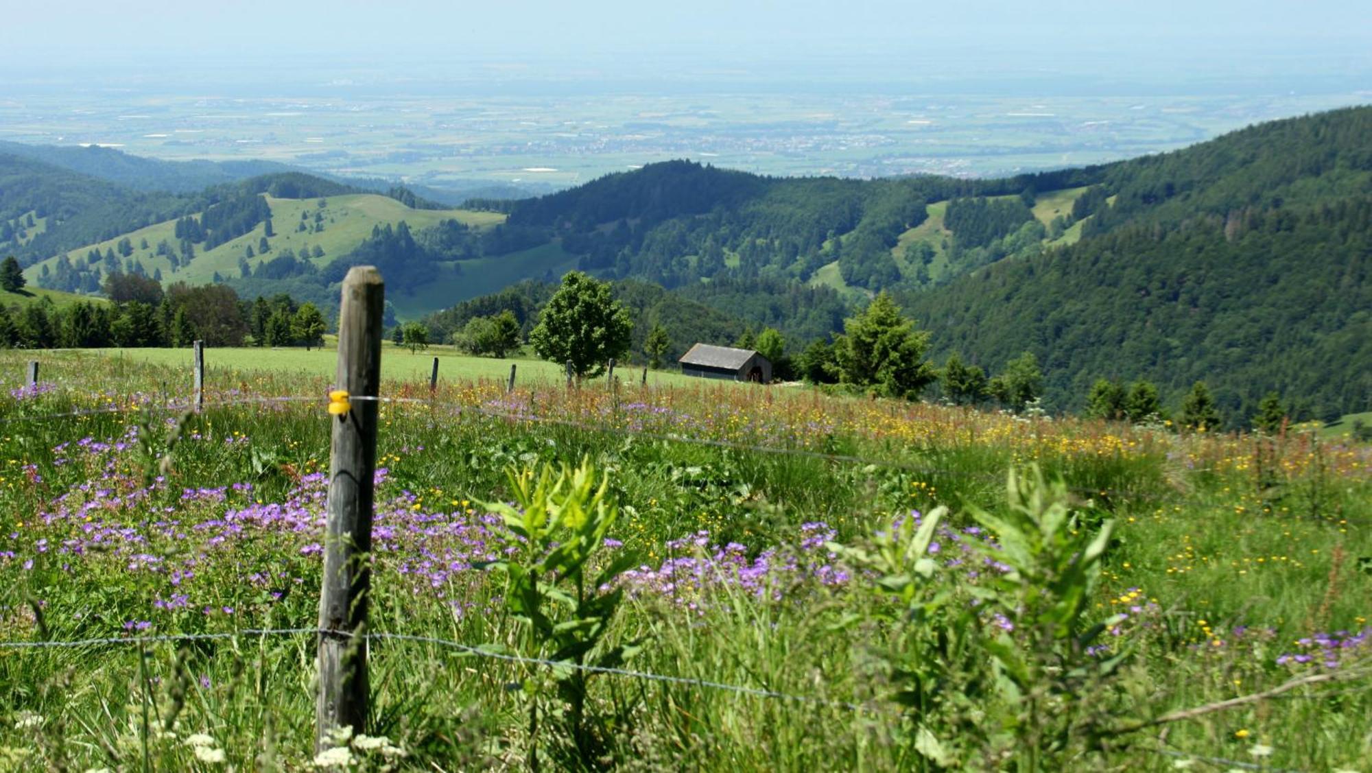 View House, Schauinsland, Black Forest Muenstertal Ngoại thất bức ảnh